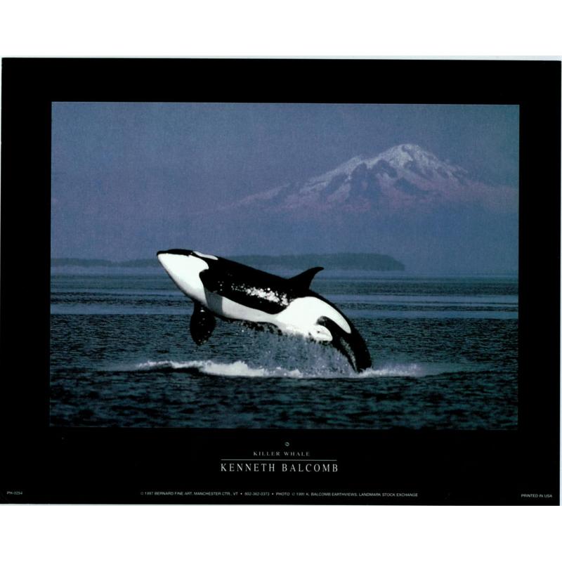 (8 x 10) Art Print PH0254 Kenneth Balcomb Killer Whale