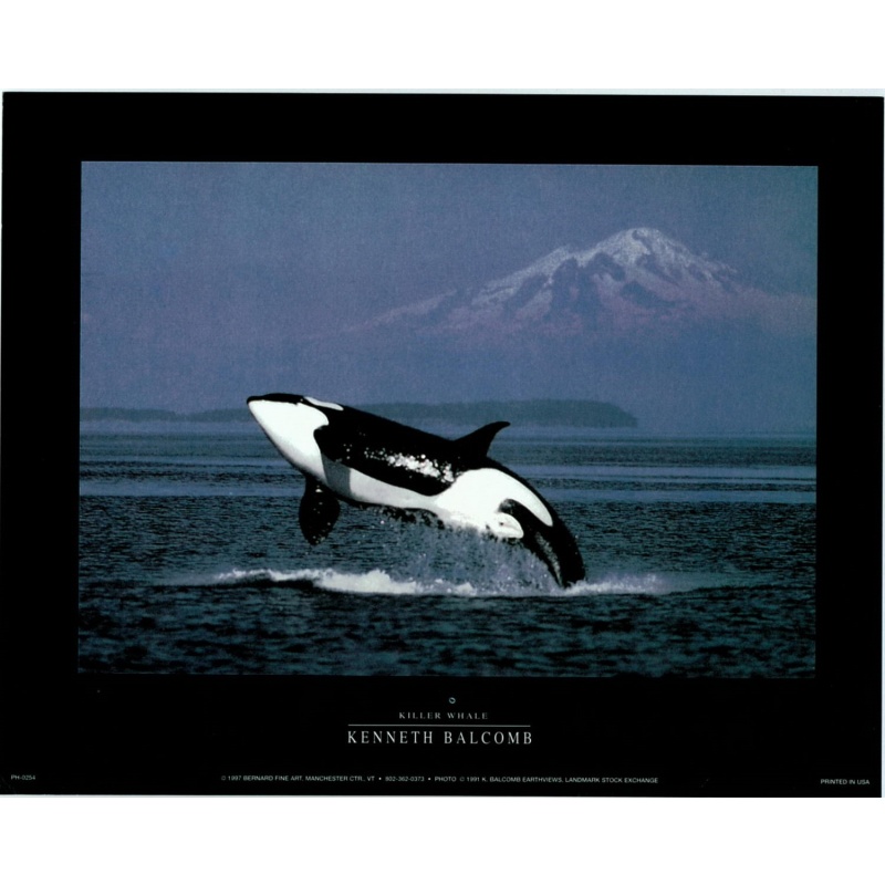 Lot of 5 (8 x 10) Art Print PH0254 Kenneth Balcomb - Killer Whale