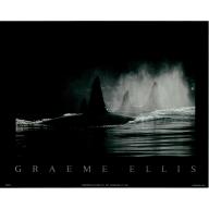 (8 x 10) Art Print PH175 Graeme Ellis Whales