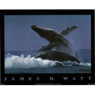 (8 x 10) Art Print PH0189 James D. Watt Whales