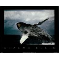 (8 x 10) Art Print PH173 Graeme Ellis Whale