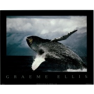 Lot of 5 (8 x 10) Art Print PH173 Graeme Ellis - Whale