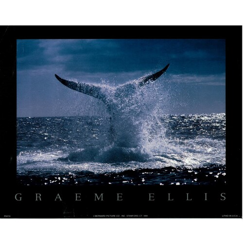 (8 x 10) Art Print PH174 Graeme Ellis Whale