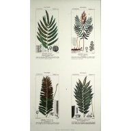 (14 x 24) Art Print TP001 Turpin - Plants Growth (Printed in Italy)