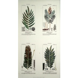 (14 x 24) Art Print TP001 Turpin Plants Growth (Printed in Italy)