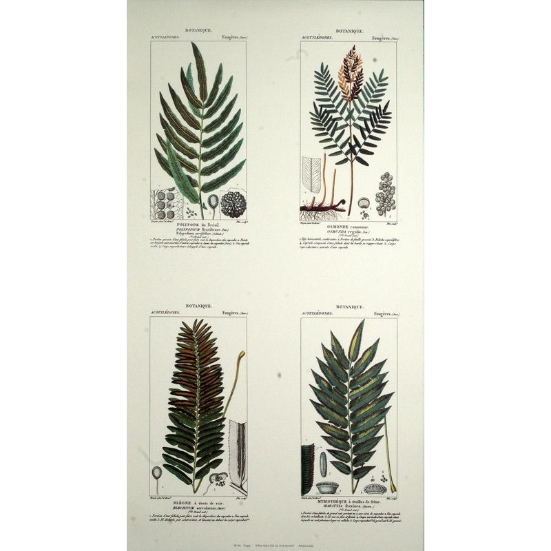 (14 x 24) Art Print TP001 Turpin Plants Growth (Printed in Italy)