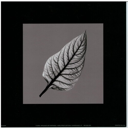 (8 x 8) Art Print BM2009 Bert Myers Leaf