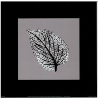 (8 x 8) Art Print BM2010 Bert Myers Leaf