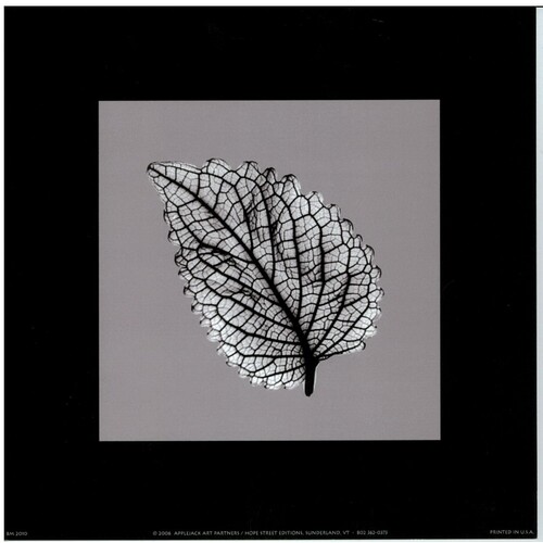 (8 x 8) Art Print BM2010 Bert Myers Leaf