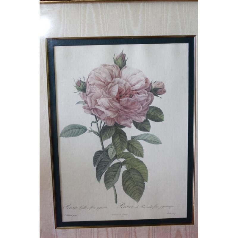 23.5 x 28.5 Framed picture the rose - Pierre-Joseph Redoute