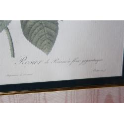 23.5 x 28.5 Framed picture the rose - Pierre-Joseph Redoute