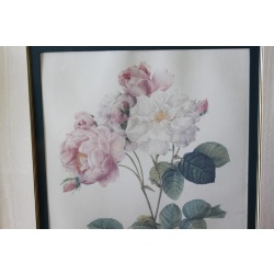 23.5 x 28.5 Framed picture Rosa Damascena - Pierre-Joseph Redoute