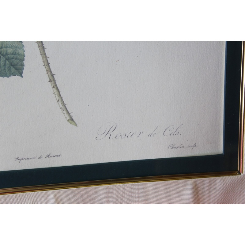 23.5 x 28.5 Framed picture Rosa Damascena - Pierre-Joseph Redoute