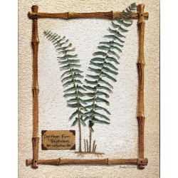 (16 x 20) Art Print CK071A SUSAN CLICKNER - Christmas Fern