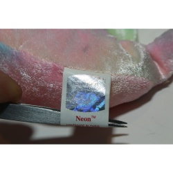 TY Beanie Babies Neon 1999 P.E. Pellets #87436