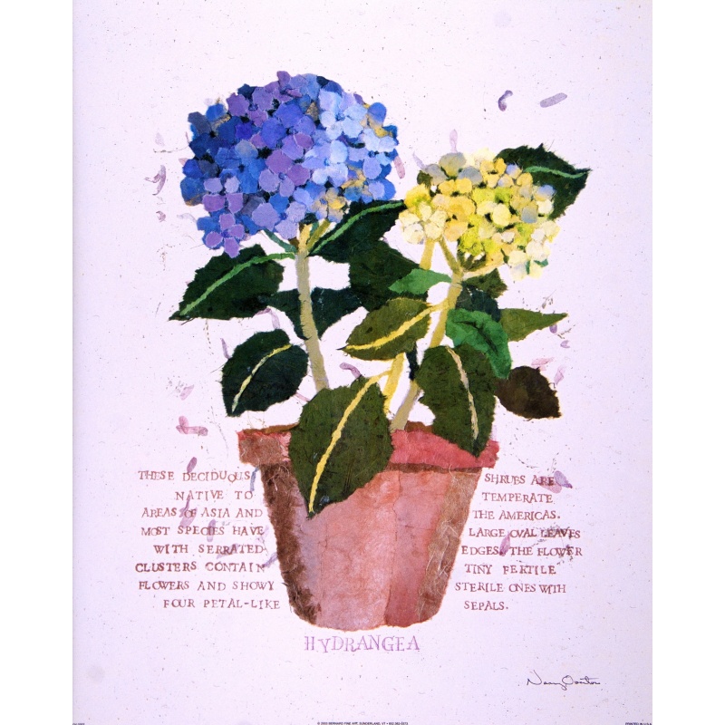 (16 x 20) Art Print OV0302 Nancy Overton - Hydrangea