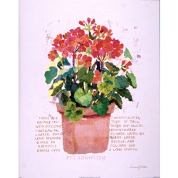 (16 x 20) Art Print OV0303 Nancy Overton Pelargonium