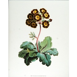 (11 x 14) Art Print ED007 John Edwards Printed in Italy