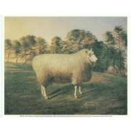 (8.5 x 10.5) Art Print  B.C. Nortan A North Country Cheviot Ram - Printed in Ita