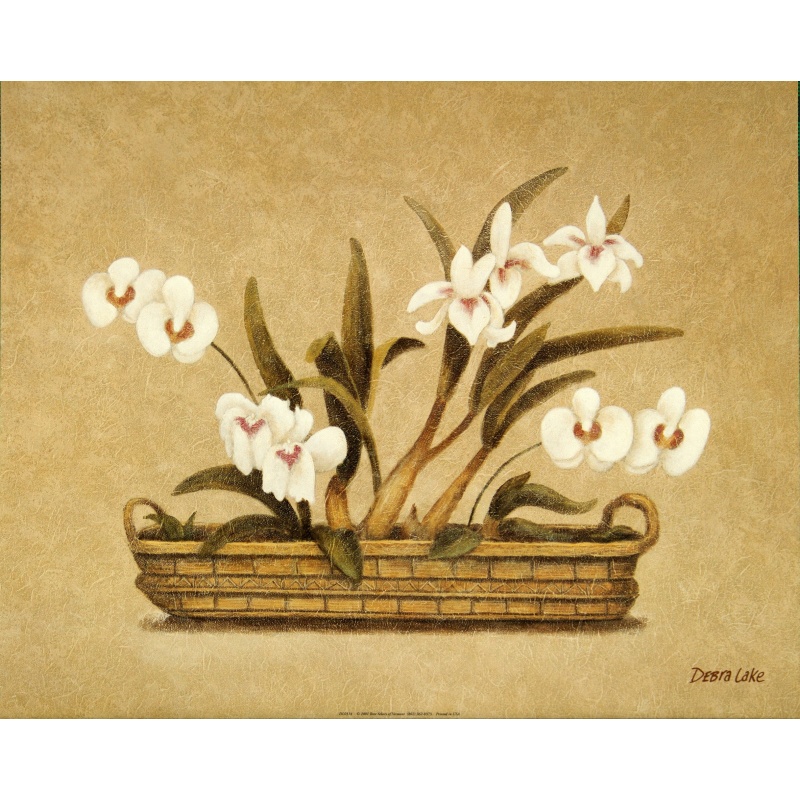 (16 x 20) Art Print DL0314 DEBRA LAKE - 