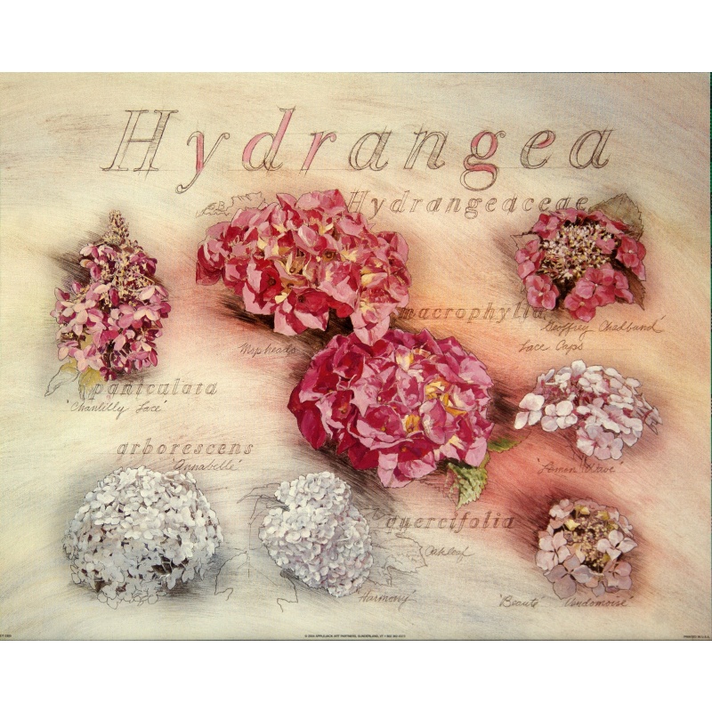 (16 x 20) Art Print DT0305 Applejack Art Partners - 