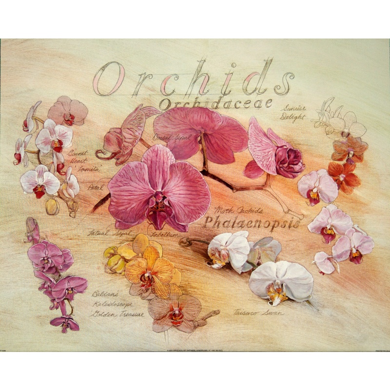 (16 x 20) Art Print DT0306 Applejack Art Partners - 