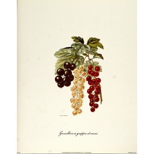 (11 x 14) Art Print FR0103 Bernard Fine Art Groseilliers a grappes et cassis