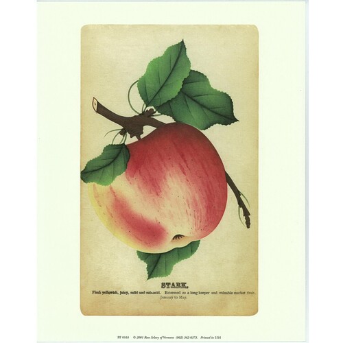 (8 x 10) Art Print PF0103 Rose Selavy Ltd. Stark