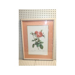 19.5 x 26 Framed Print Rosa centifolia foliacea Pierre-Joseph Redouté