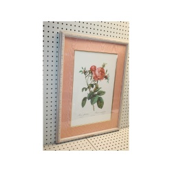 19.5 x 26 Framed Print Rosa centifolia foliacea Pierre-Joseph Redouté