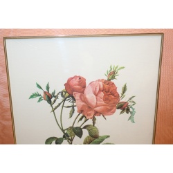 19.5 x 26 Framed Print Rosa centifolia foliacea Pierre-Joseph Redouté