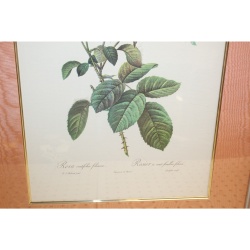 19.5 x 26 Framed Print Rosa centifolia foliacea Pierre-Joseph Redouté