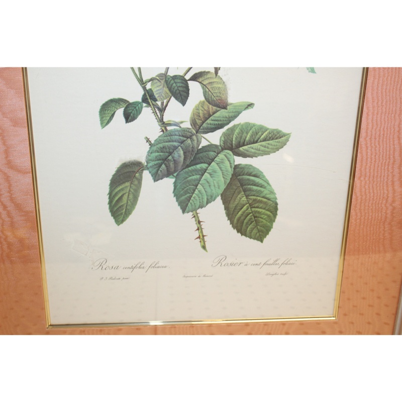 19.5 x 26 Framed Print Rosa centifolia foliacea Pierre-Joseph Redouté