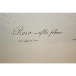 19.5 x 26 Framed Print Rosa centifolia foliacea Pierre-Joseph Redouté