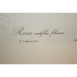19.5 x 26 Framed Print Rosa centifolia foliacea Pierre-Joseph Redouté