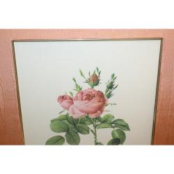 20 x 26 Framed Print rosa bifera officinalis Pierre-Joseph Redouté