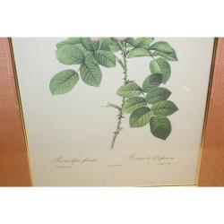 20 x 26 Framed Print rosa bifera officinalis Pierre-Joseph Redouté