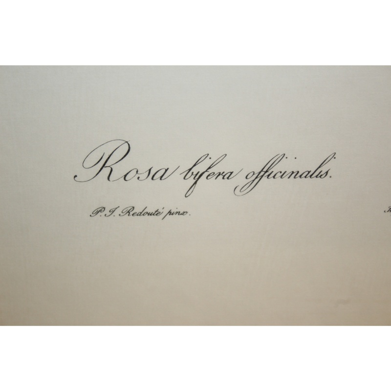 20 x 26 Framed Print rosa bifera officinalis Pierre-Joseph Redouté