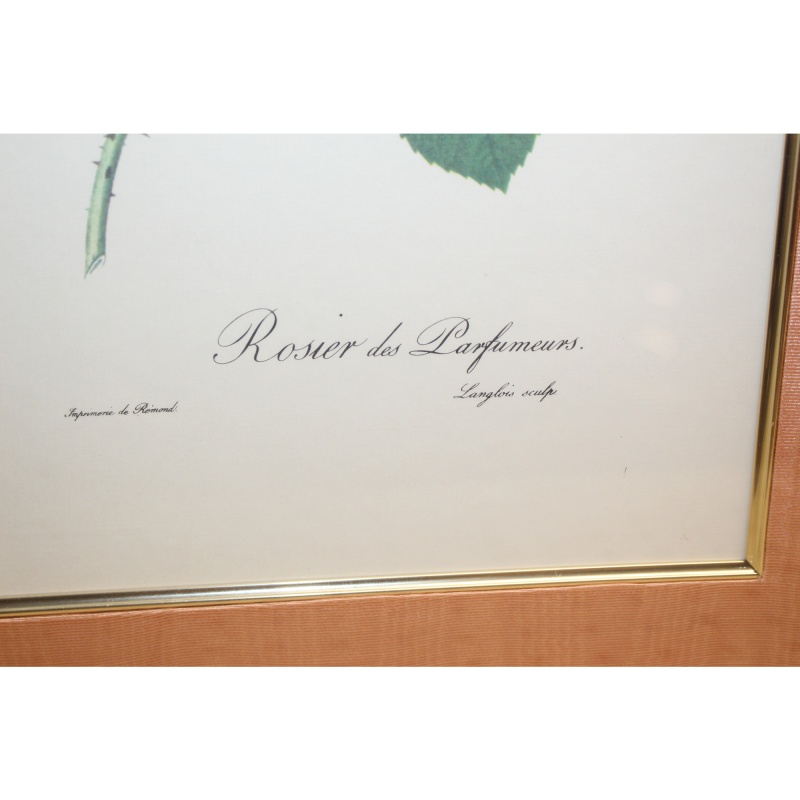 20 x 26 Framed Print rosa bifera officinalis Pierre-Joseph Redouté