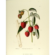 (11 x 14) Art Print LN001 Rose Selavy Ltd. - Berries Printed in Italy