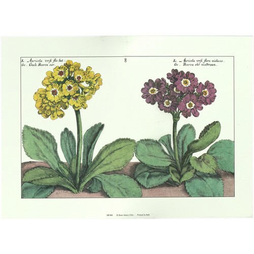 (10 x 14) Art Print DP001 Crispin De Passe Floral - Printed in Italy