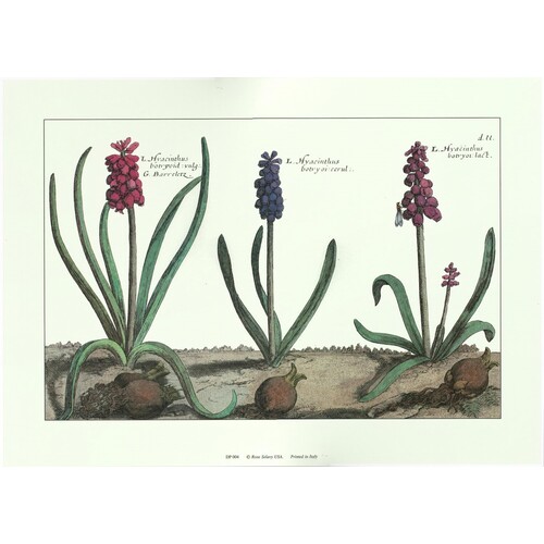 (10 x 14) Art Print DP004 Crispin De Passe Floral - Printed in Italy