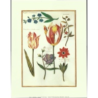 (14 x 18) Art Print RB003 Nicholas Robert - Tulips III