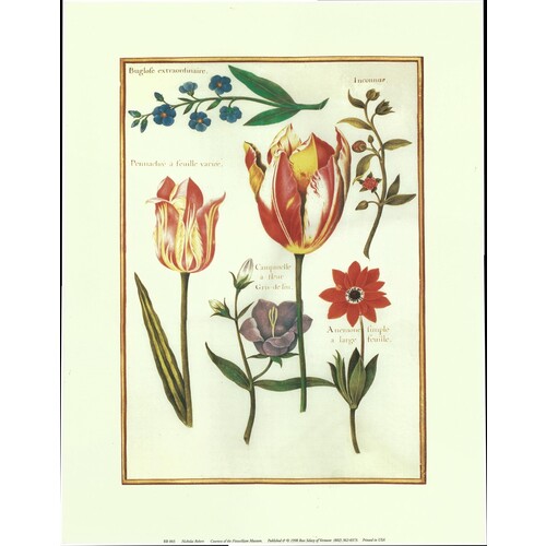 (14 x 18) Art Print RB003 Nicholas Robert Tulips III