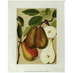 (7 x 9) Art Print PF0106 Marguerite Marillat Pears
