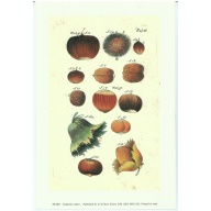 Lot of 7 (6 x 9) Art Print FR003 Rose Selavy Ltd. - Printed in Italy