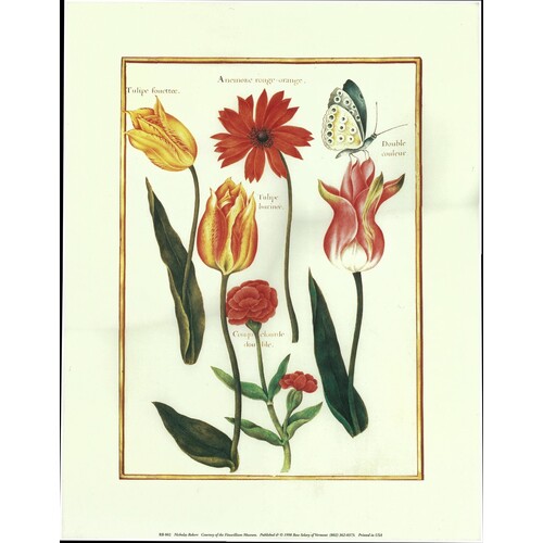 (14 x 18) Art Print RB002 Nicholas Robert Tulips II