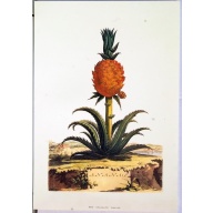 Lot of 2 (11 x 16) Art Print MN001 A. Munting - Printed in Italy