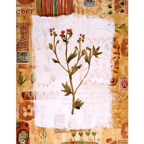 (11 x 14) Art Print VB0210 Vicki Bowman