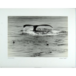 (11 x 14) Art Print BW25 Neal Parent The Great Humpback